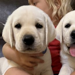 Girl 1 - Yellow female Labrador Retriever puppy in Taylor, Texas from Faithful Labs