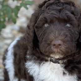 Maximus (Remy) - Labradoodle puppy in Cleburne, Texas from Sugar Fig Kennel