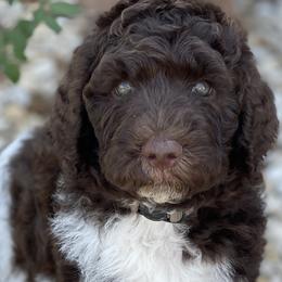 Maximus (Remy) - Labradoodle puppy in Cleburne, Texas from Sugar Fig Kennel