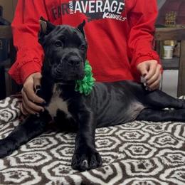 Green Collar - Black female Cane Corso puppy in Clewiston, Florida from Far From Average Kennels