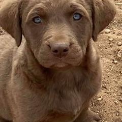Chesapeake Bay Retriever Puppies from Yellow Town Chesapeake’s