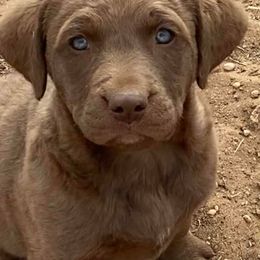Chesapeake Bay Retriever Puppies from Yellow Town Chesapeake’s