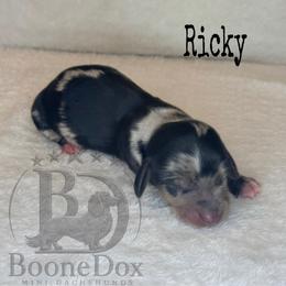 Ricky - Dapple male Dachshund puppy in Lexington, Oklahoma from BooneDox Miniature Dachshunds