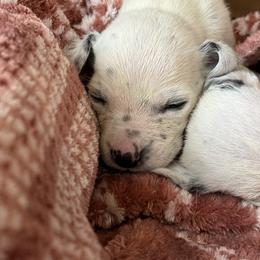 Nova - White and black female Dalmatian puppy in Albuquerque, New Mexico from Storm & Blue's Dalmatian Pups