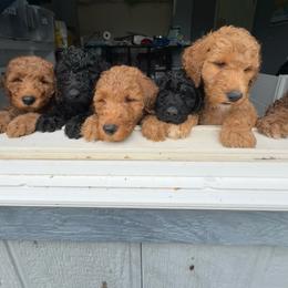 Goldendoodle puppies from Capital Doodles