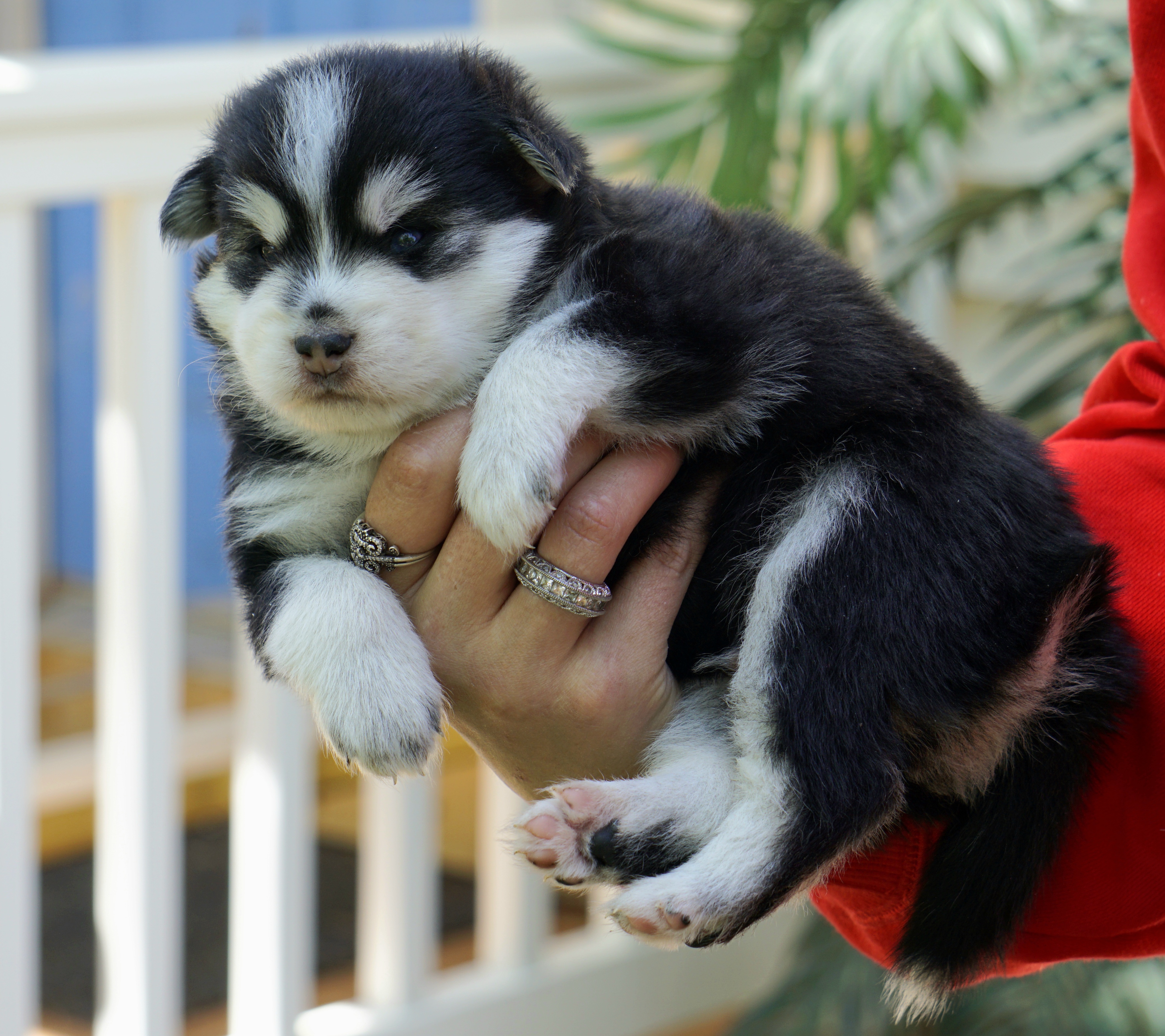 Pomsky Puppies from Arctic Star Pomskies