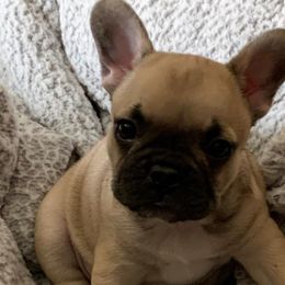 French Bulldogs from Walnut Ridge Kennels