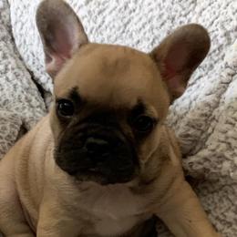 French Bulldogs from Walnut Ridge Kennels