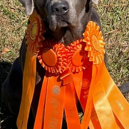 Dilute Retriever and Labrador Retriever All Grown Up from Long Valley Labradors