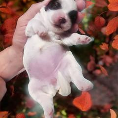 Mal-Shi, Maltese, and Shih Tzu Puppies from Michigan Maltese Puppies
