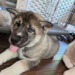 5 Red - Agouti and white male Siberian Husky puppy in Dane, Wisconsin from Sunny Hurricane Siberians