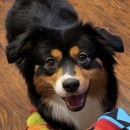 Miniature American Shepherds from April's Miniature American Shepherds