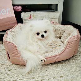 Pomeranian Puppies from Pomeranian Empire