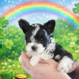 Cloud - Parti male Yorkshire Terrier puppy in Parma Heights, Ohio from ANGELHEARTS YORKIES and yorkie darlings