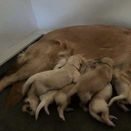 Teal Girl - Golden female Golden Retriever puppy in Amissville, Virginia from Houston’s Golden Haven