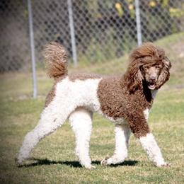 Poodles from Mark's Poodles