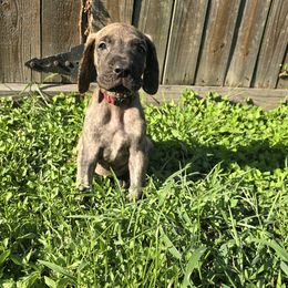 Doberman Pinscher and Great Dane Puppies from Draggin Dobermans & Great Danes