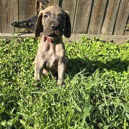 Doberman Pinscher and Great Dane Puppies from Draggin Dobermans & Great Danes