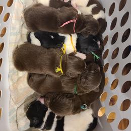 Newfoundland Puppies from Vermillion Newfoundlands
