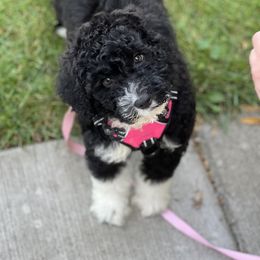 Portuguese Water Dog Puppies from Cornerstones Porties