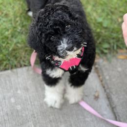 Portuguese Water Dog Puppies from Cornerstones Porties