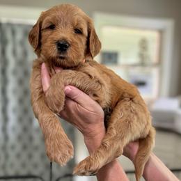 Doc- Orange - Apricot male Goldendoodle puppy in Bay City, Texas from Charming Doods Goldendoodles