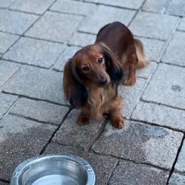 Taylor - Dachshund