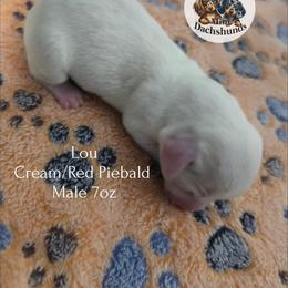 Lou - Piebald male Dachshund puppy in Hoquiam, Washington from Heyd's Mini Dachshunds