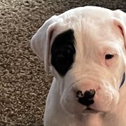 Petey - Dogo Argentino puppy in Youngstown, Ohio from For The Love of Dogos