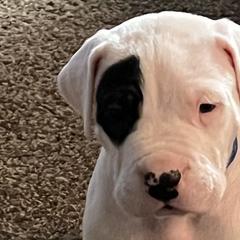Petey - Dogo Argentino puppy in Youngstown, Ohio from For The Love of Dogos