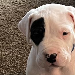 Petey - Dogo Argentino puppy in Youngstown, Ohio from For The Love of Dogos