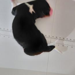 Purple - Black white and tan female English Springer Spaniel puppy in Westmorland, California from IV Springers of California