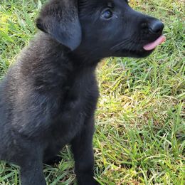 German Shepherd Puppies from Bryan German Shepherds