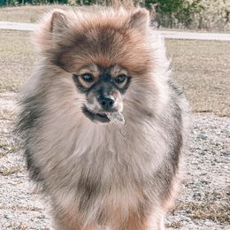 Pomskies from Paws Of Pomskys