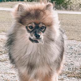 Pomskies from Paws Of Pomskys