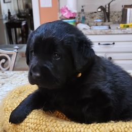 Labrador Retriever Puppies from Persimmon Hill Labrador Retrievers