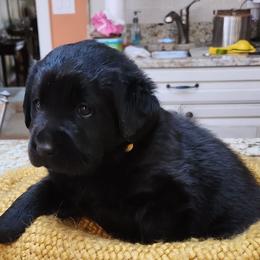 Labrador Retriever Puppies from Persimmon Hill Labrador Retrievers