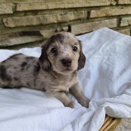 Dachshund Puppies from Pure Joy Dachshunds