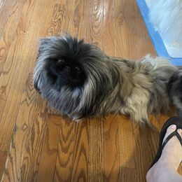 Rose - Pekingese
