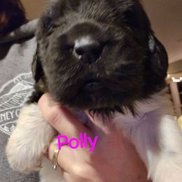 Polly - White and black female Newfoundland puppy in Honey Grove, Pennsylvania from Heinrich Family Newfoundlands