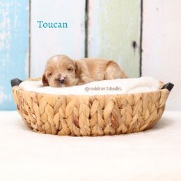 Boy 5 - Apricot male Australian Labradoodle puppy in Hurricane, Utah from Red Desert Doodles