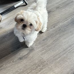 Shih Tzu Puppies from LaDawn’s Little Lions