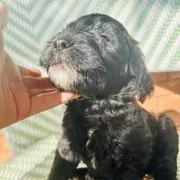 Sheepadoodle Puppies from Boujie Doo’s