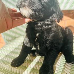 Sheepadoodle Puppies from Boujie Doo’s