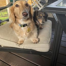 Dachshund Puppies from Monahan Dachshunds