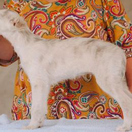 Silken Windhound Puppies from Intriga Hounds