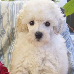 Poodles from Kathy's House of Poodles