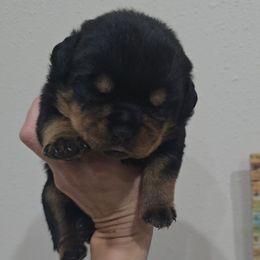 Teal girl - Black and mahogany female Rottweiler puppy in Lake City, Florida from Haus Der Wut Kennels