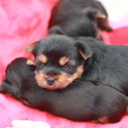 Yorkshire Terrier Puppies from Essence of Grace Yorkies