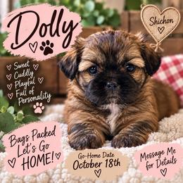 Dolly - Brown female Shichon puppy in Ronda, North Carolina from Willow River